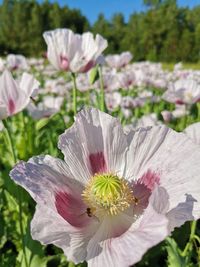 Close-up of pink flowering plant