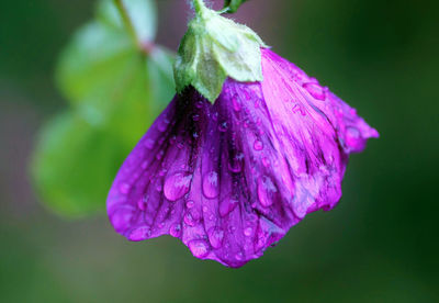 Close-up of wet purple flower