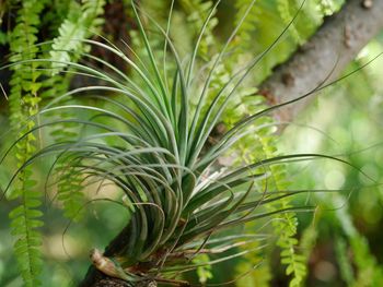 Close-up of fresh green plant in forest