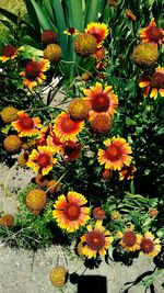 High angle view of yellow flowers blooming outdoors