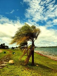 Tree on field by sea against sky