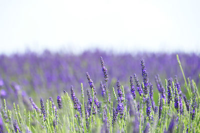 Close-up of purple flowering plants on field