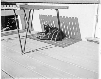 Full length of a cat