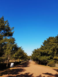 Footpath amidst trees against clear blue sky