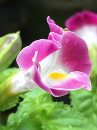 Close-up of pink rose flower