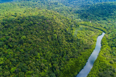 High angle view of trees in forest