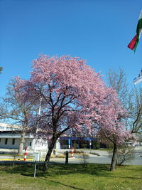 Cherry blossom tree against clear sky