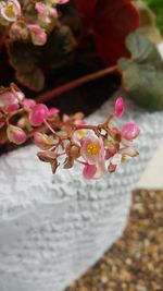 Close-up of pink cherry blossom