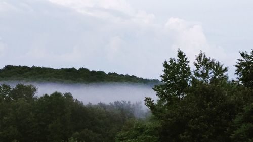 Trees in forest against sky