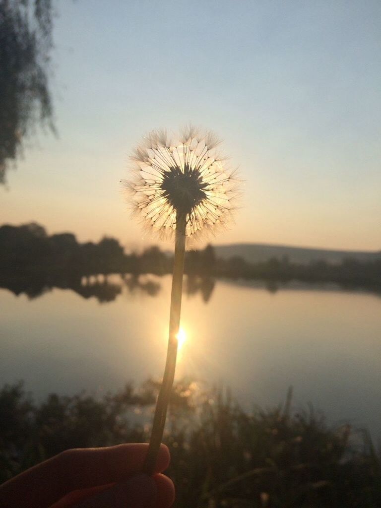 CLOSE-UP OF HAND HOLDING DANDELION AGAINST SUNSET