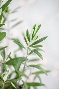 Close-up of plant against white background