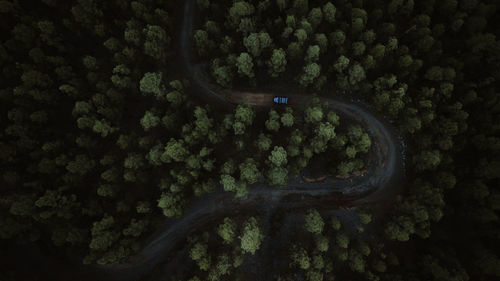 High angle view of trees by sea in forest