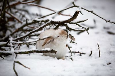 Close-up of rabbit by branches on snow