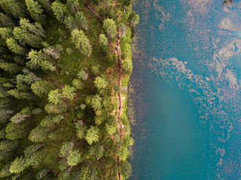High angle view of trees by sea