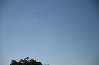 Low angle view of birds flying against clear blue sky