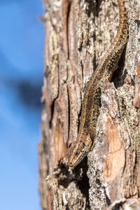 Close-up of lizard on tree trunk