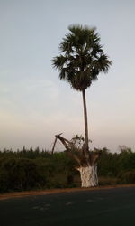 Palm tree against clear sky