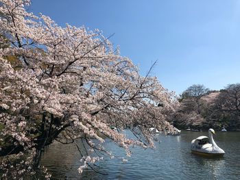 Cherry blossoms in spring against sky