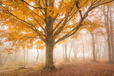 Trees in forest during autumn