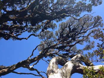 Low angle view of tree against blue sky