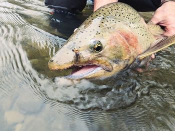 Close-up of fish in water