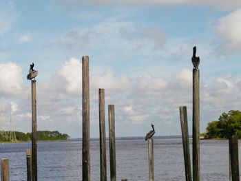 Seagull perching on wooden post in sea against sky