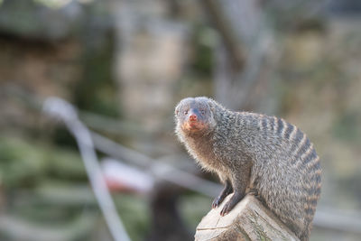 Close-up of meerkat