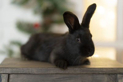 Close-up of rabbit