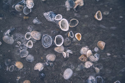 High angle view of shell on beach