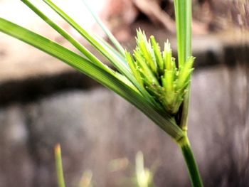 Close-up of plant growing on field