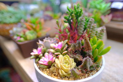 Close-up of potted plant