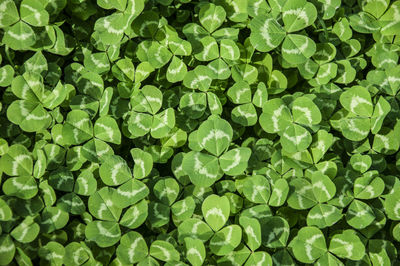 Full frame shot of leaves