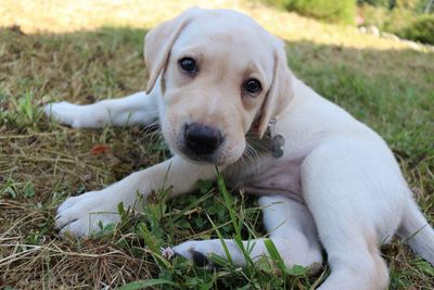 Close-up portrait of dog lying on grass