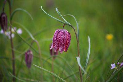 Close-up of purple flowering plant on field