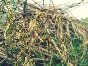 Close-up of plant