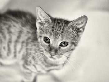 Close-up portrait of a cat