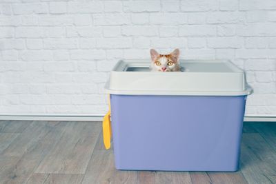 Cute tabby cat sitting in a top entry litter box and looking curious to the camera.