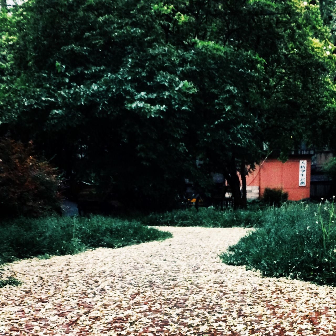 tree, building exterior, built structure, architecture, the way forward, growth, house, footpath, street, green color, outdoors, nature, pathway, walkway, plant, road, day, cobblestone, no people, tranquility