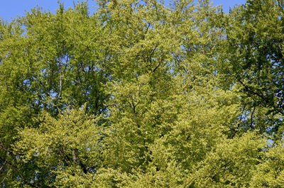 Low angle view of tree in forest