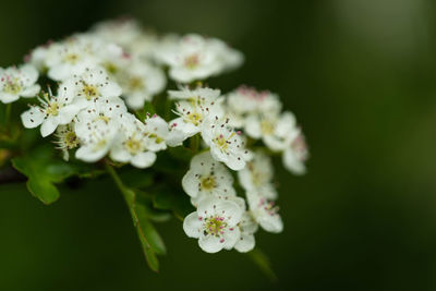 Close-up of white flowering plant