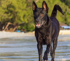 A young black dog is running at the beach