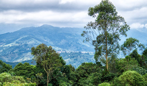 Scenic view of forest against sky