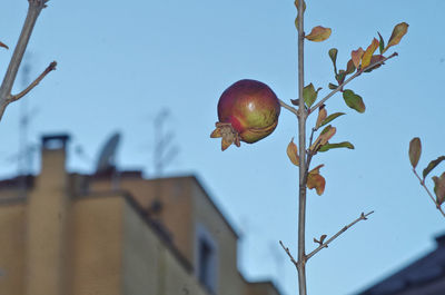 Low angle view of fruits on tree