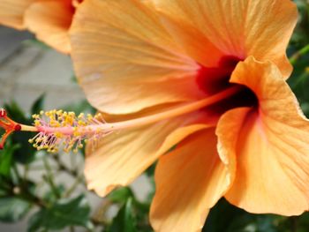 Close-up of hibiscus flower