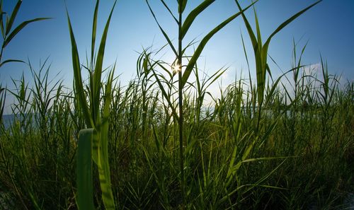 Close-up of crops growing on field against sky
