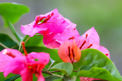 Close-up of pink rose flower