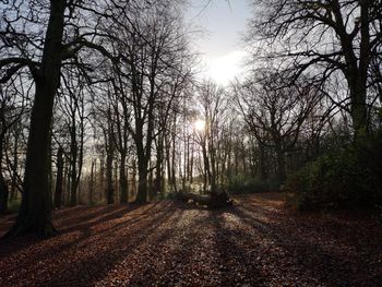 Sunlight streaming through trees in forest