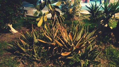 Close-up of fresh plants in forest