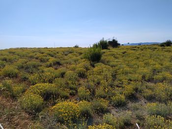 Scenic view of field against sky