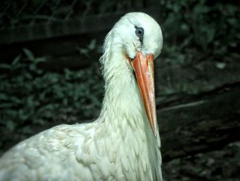 Close-up of a bird